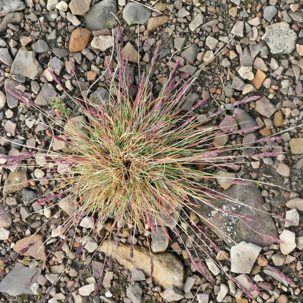 Festuca edlundiae Svalbard Longyearbyen 2014 2 A.Elven a